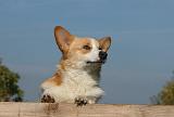 CORGI PEMBROKE 1095